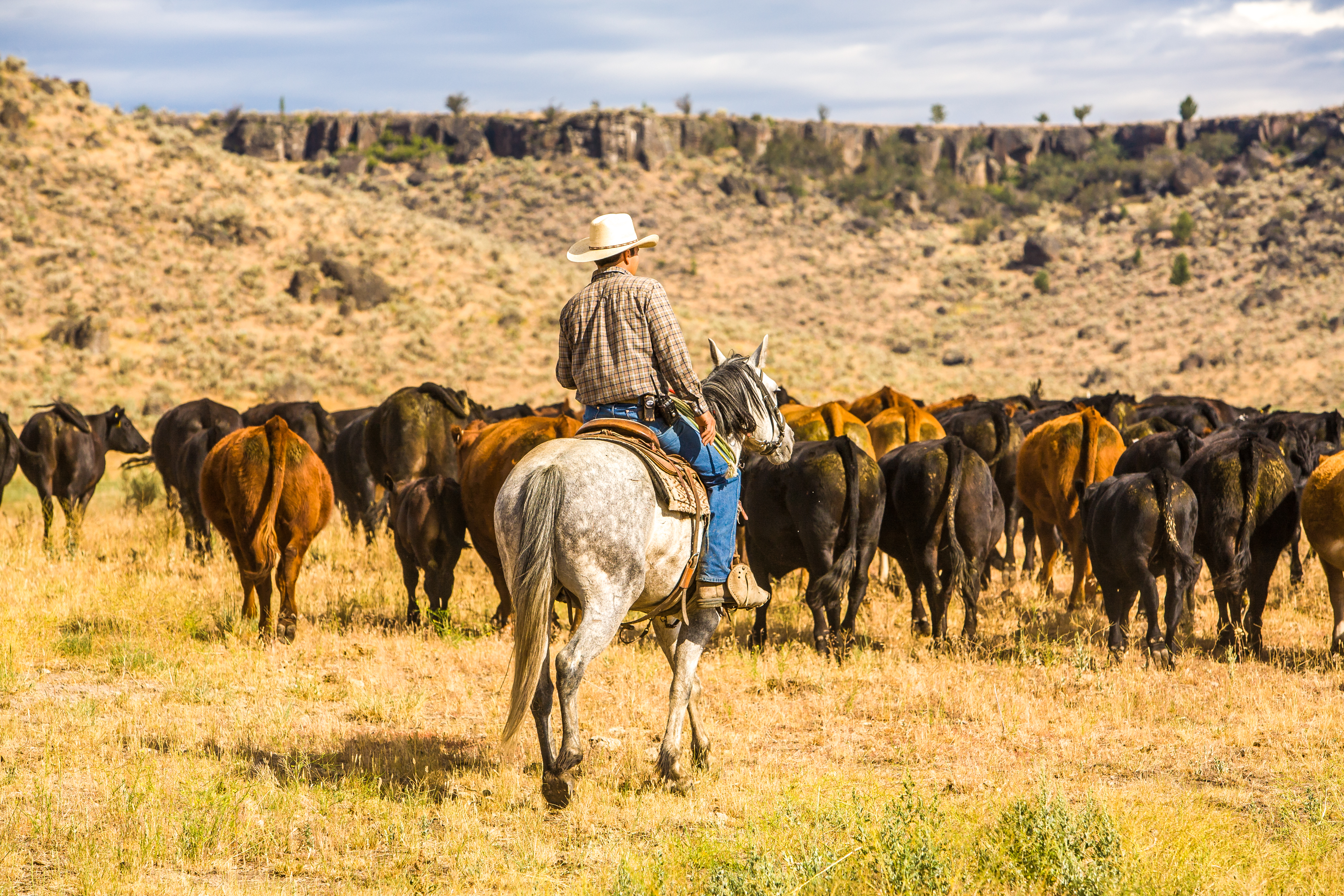 Cattle Drive Scottsdale Arizona