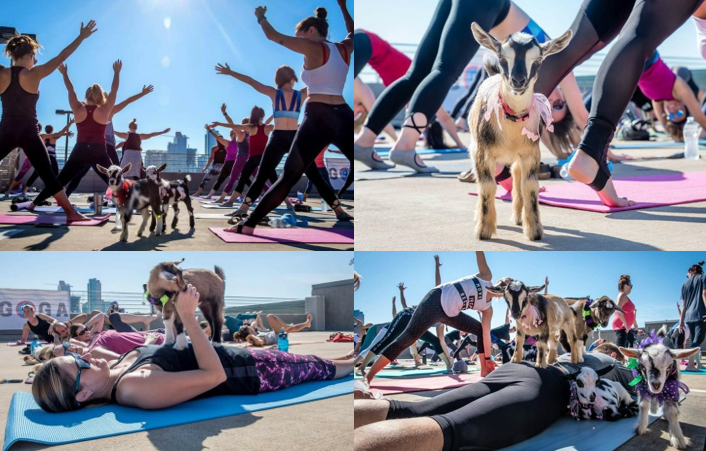 Goat Yoga