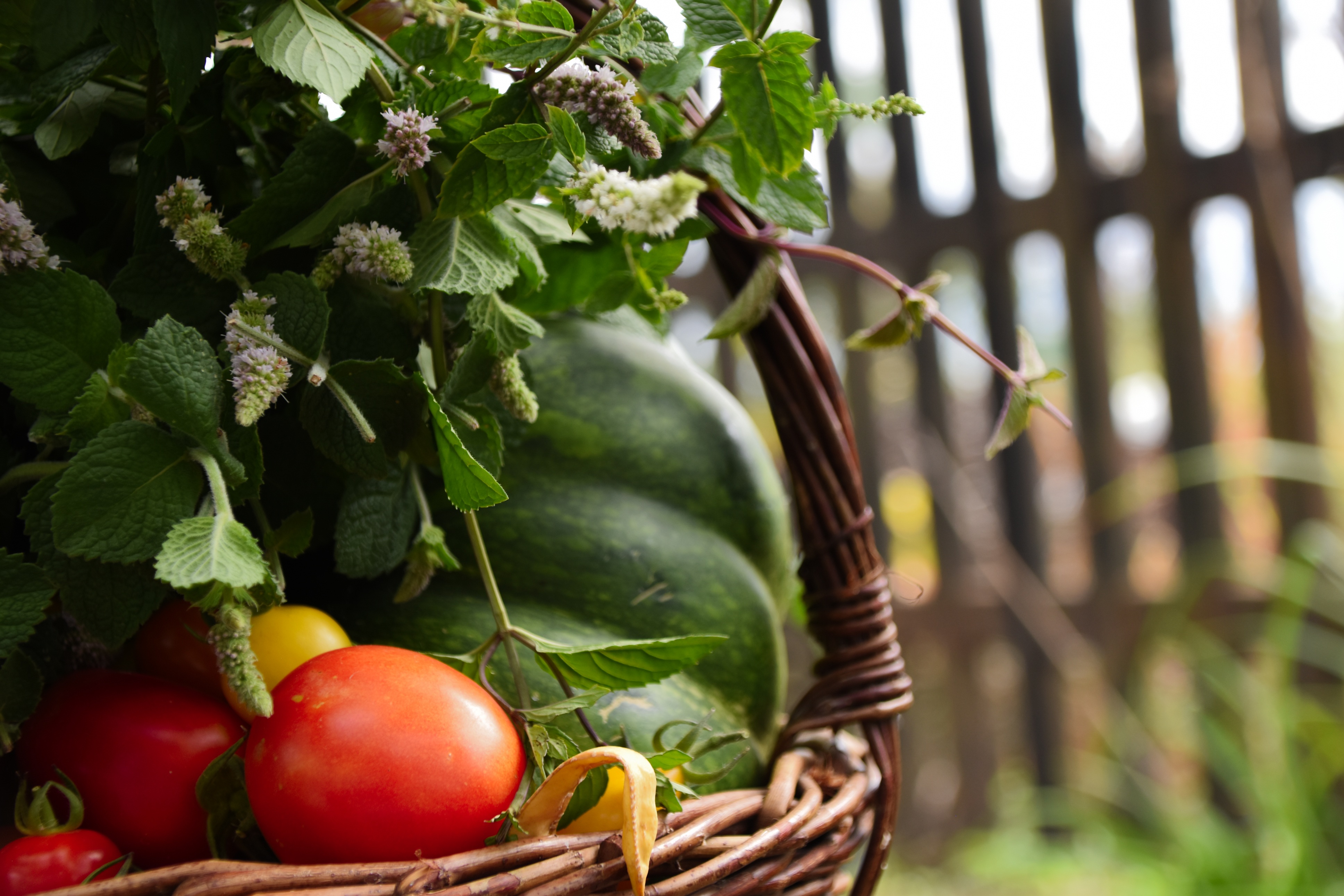 Farm-to-Table Tour